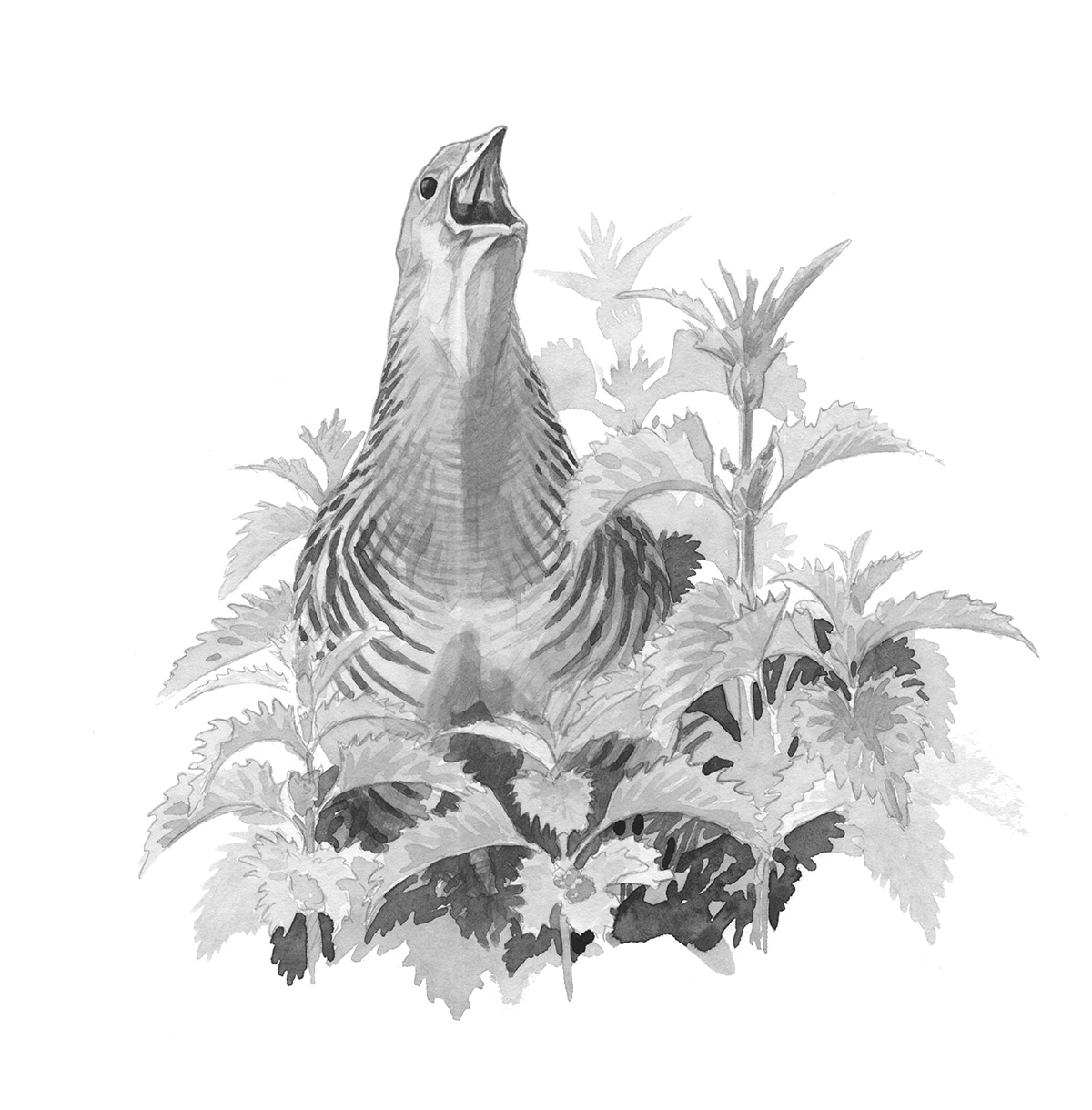 009 Corncrake Rvaughan