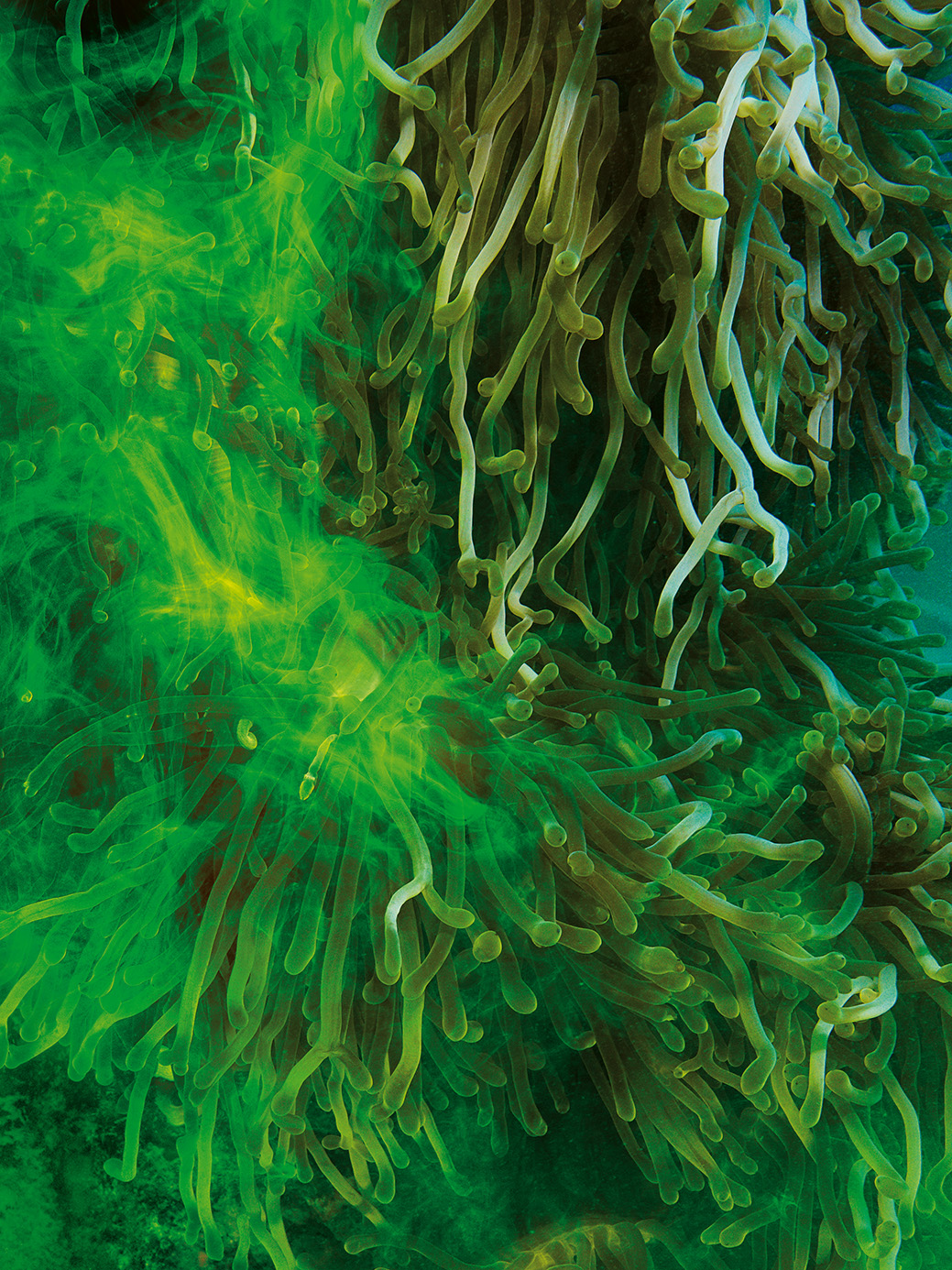 06 Green Tentacles Rgb