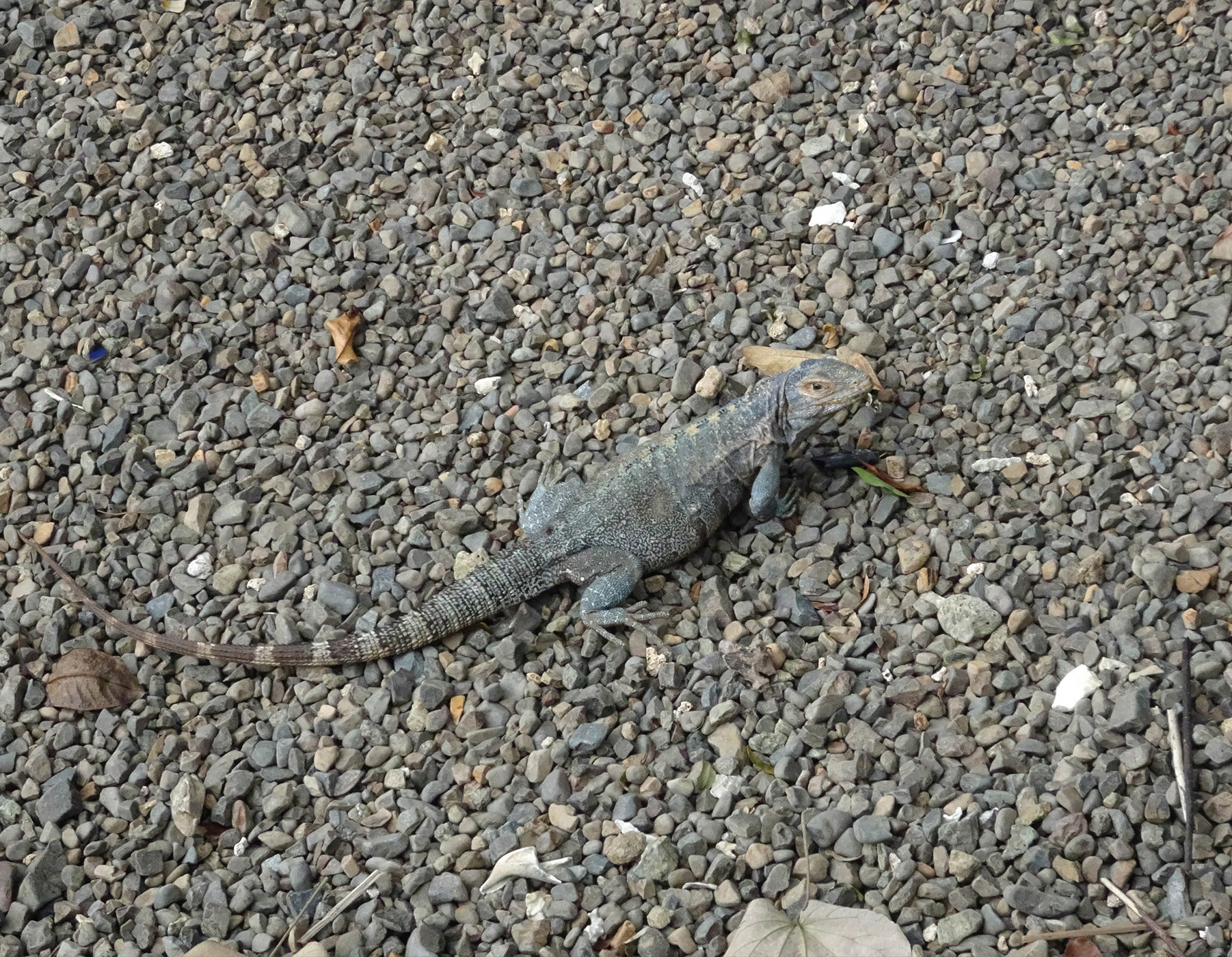 070 079 Feature Panama12