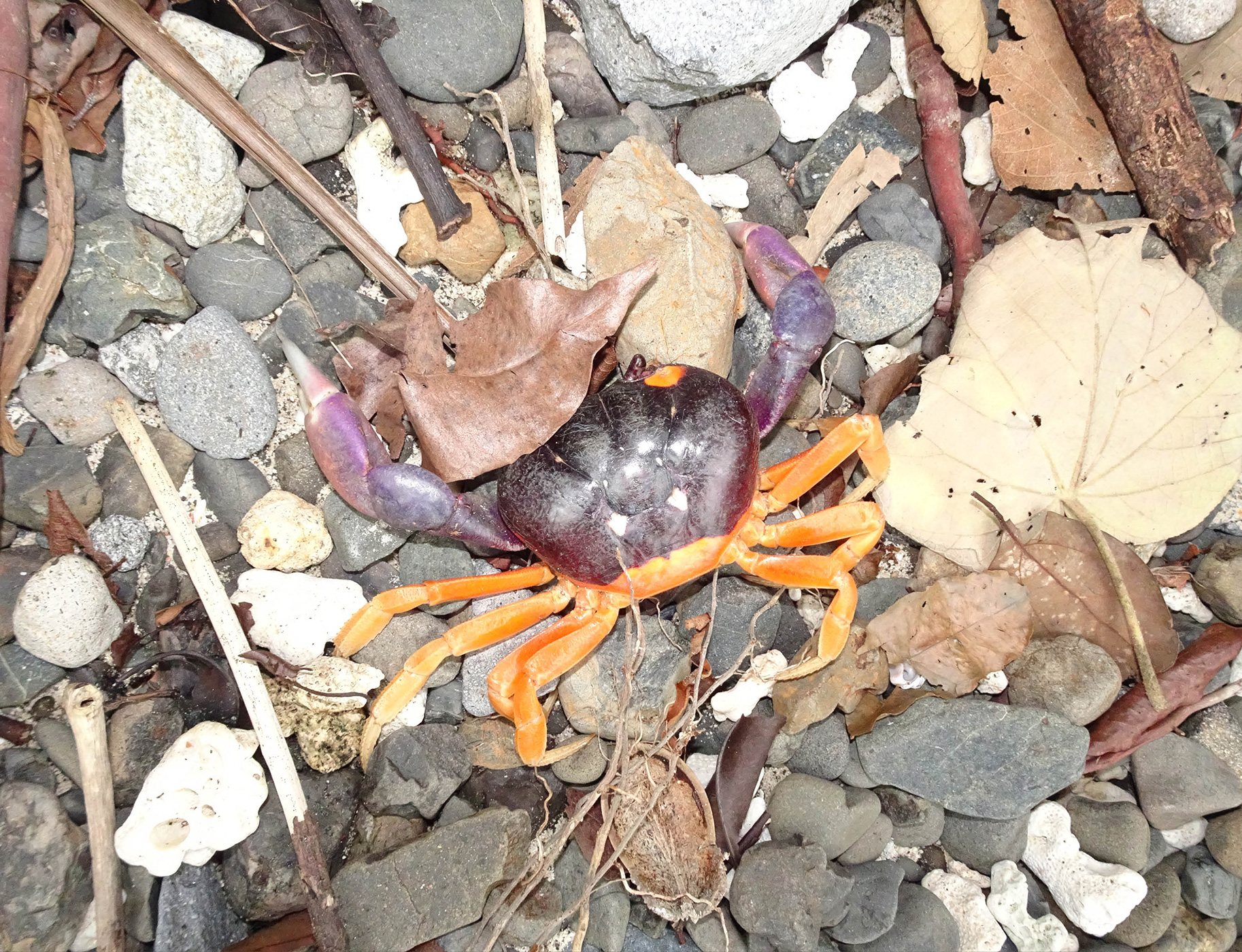 070 079 Feature Panama4