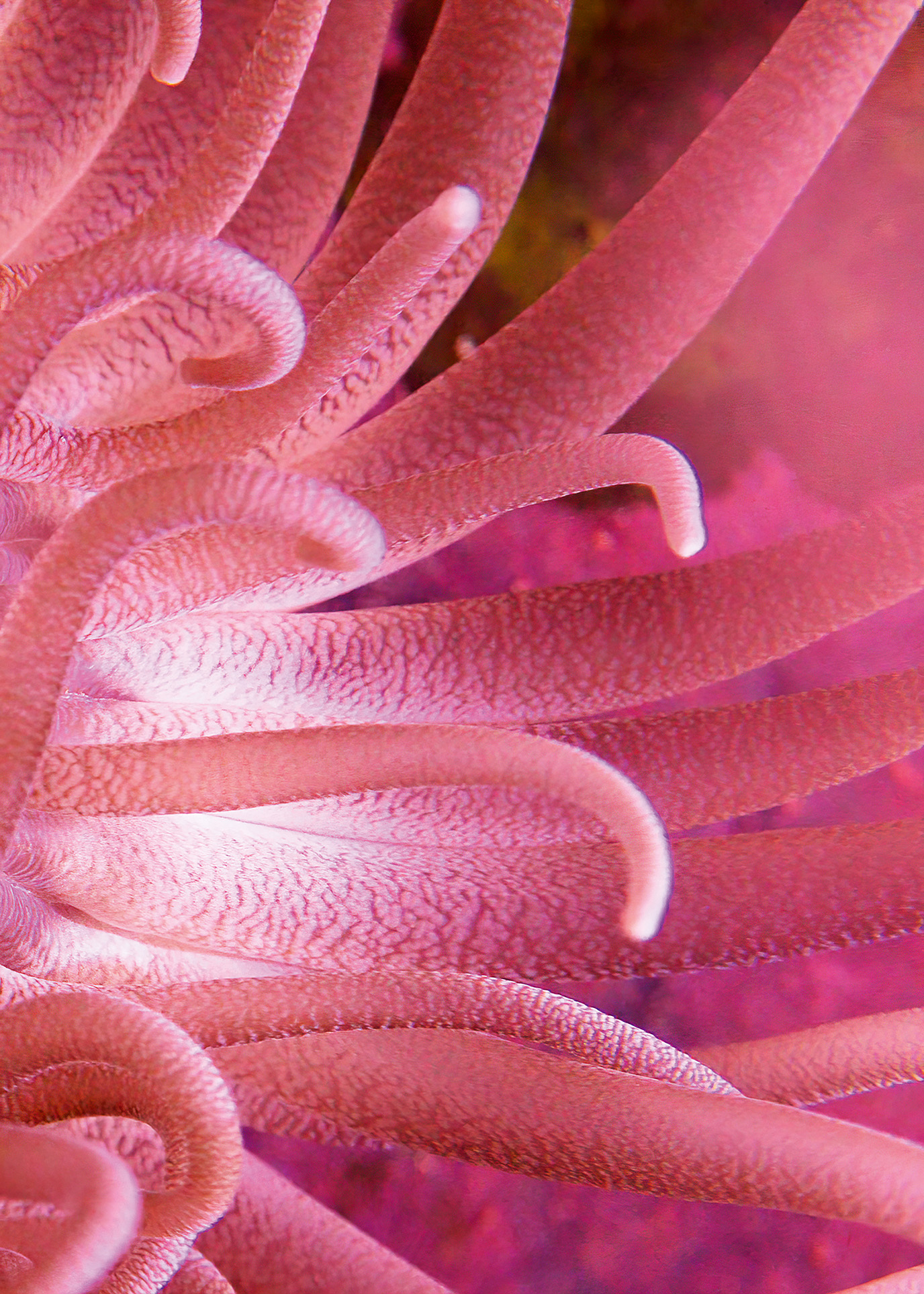 Onorato Krebs Water Column 11 Upscaled Rgb