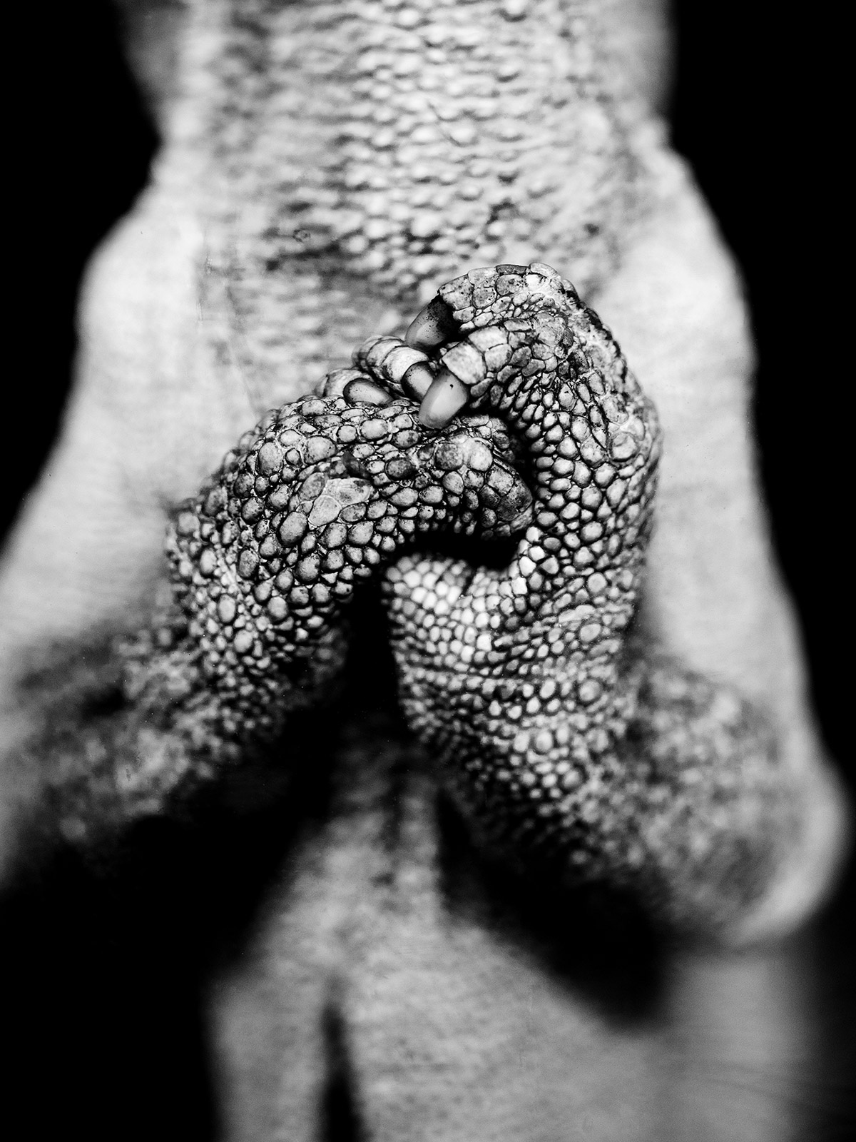 29 Chameleon Jacksonii