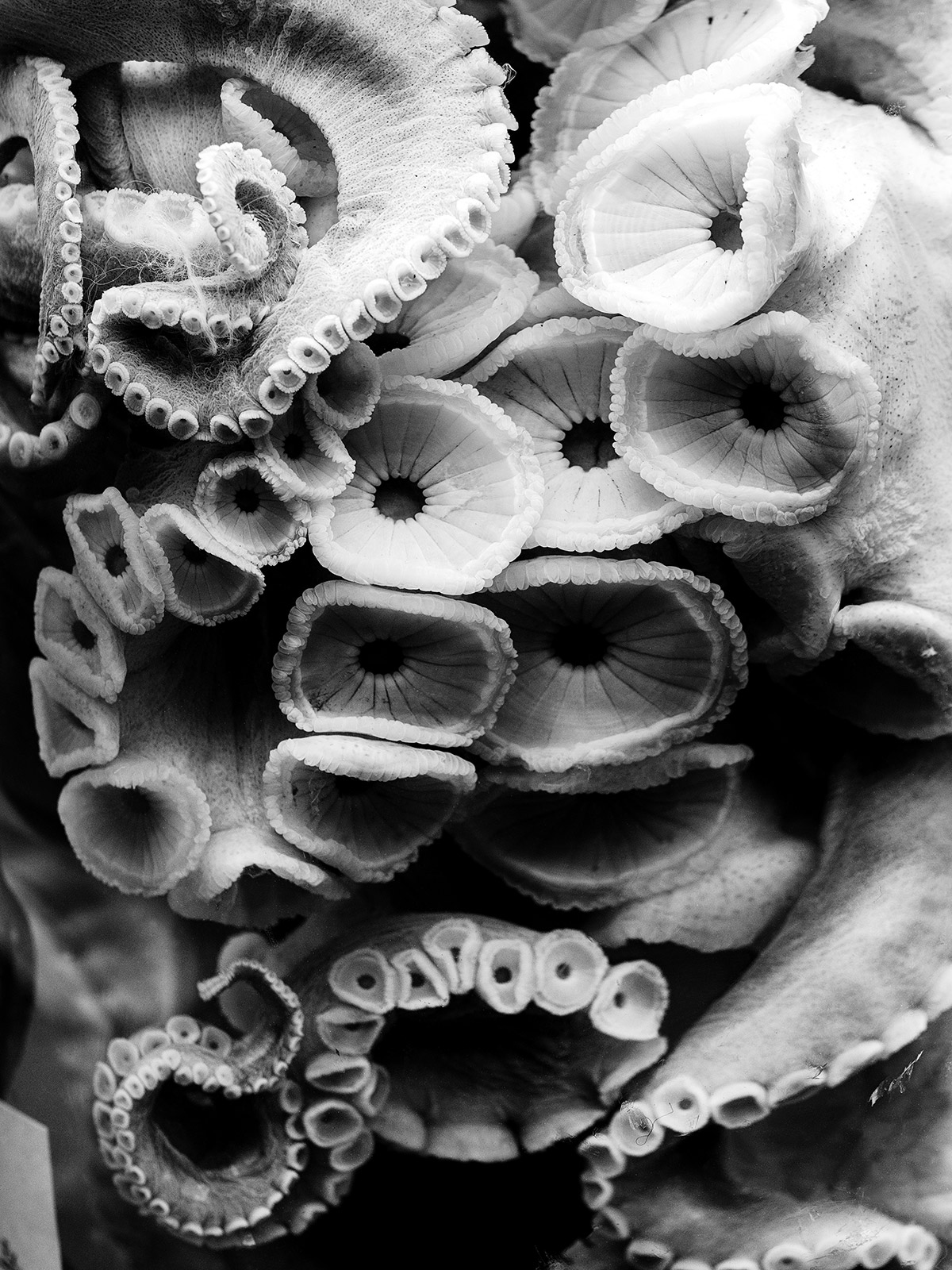 342 Octopus Vulgaris