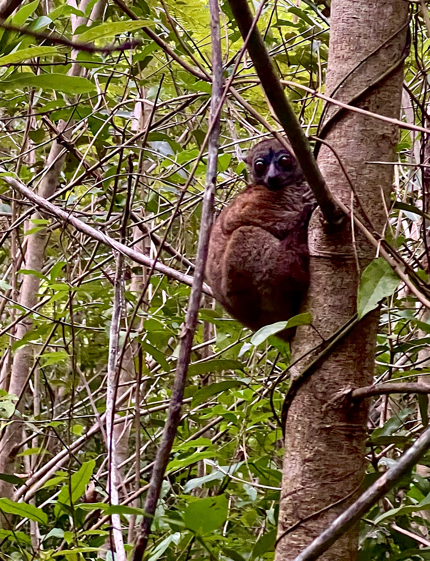 220 227 Feat Madagascar4